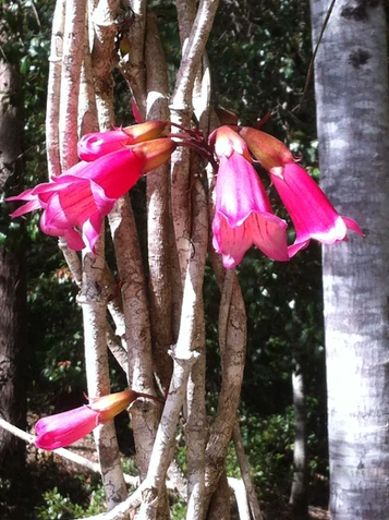 Tecomanthe hillii (Fraser Island Creeper)