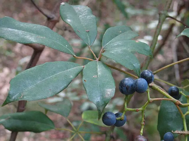 Cissus hypoglauca (Giant Water Vine)