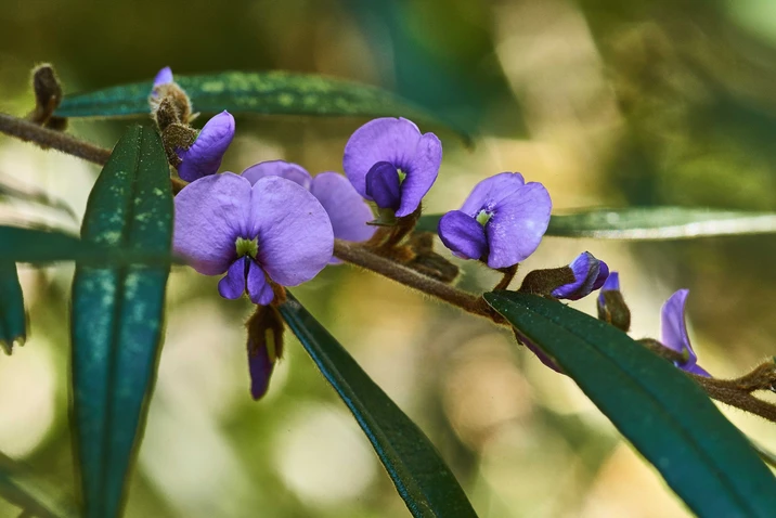 Hovea acutifolia (Purple Pea Bush)