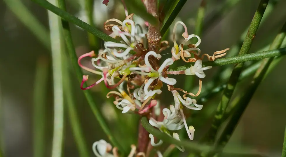 Hakea actites (Wallum Hakea)