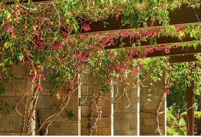 Tecomanthe hillii (Fraser Island Creeper)