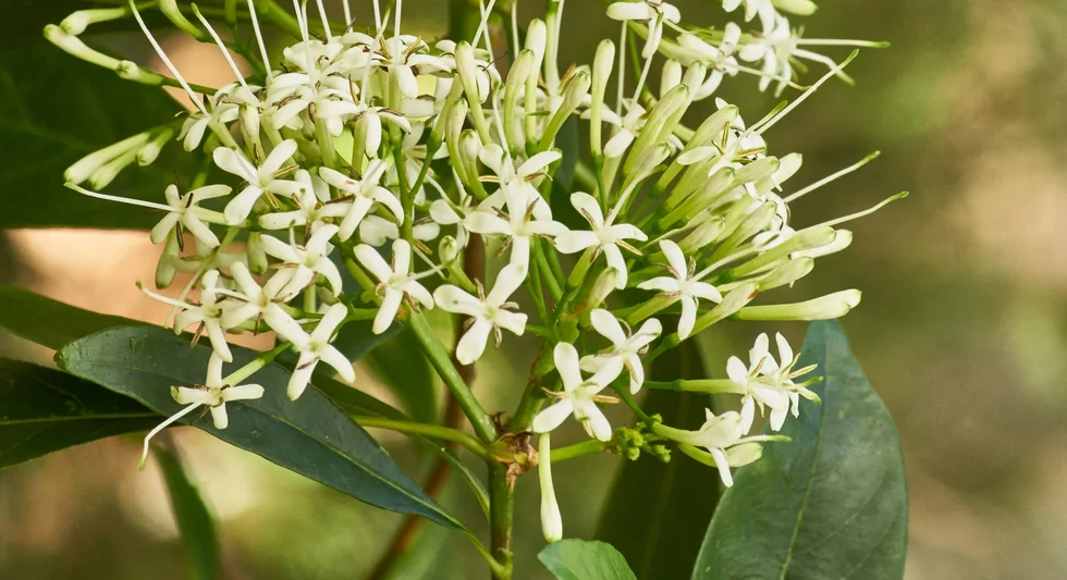 Pavetta australiensis (Pavetta)