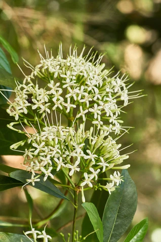 Pavetta australiensis (Pavetta; Butterfly Bush)