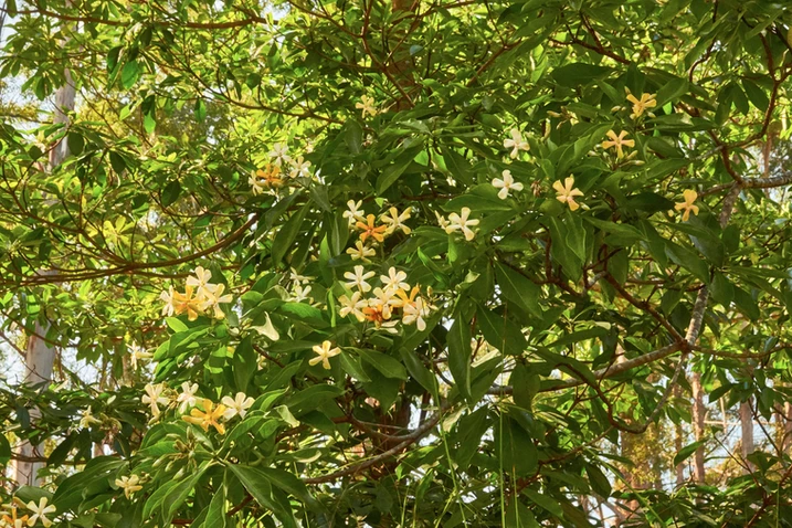 Hymenosporum flavum (Native Frangipani)