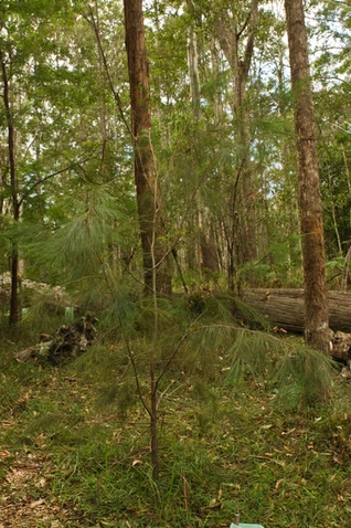 Allocasuarina thalassoscopica (Mount Coolum She Oak)