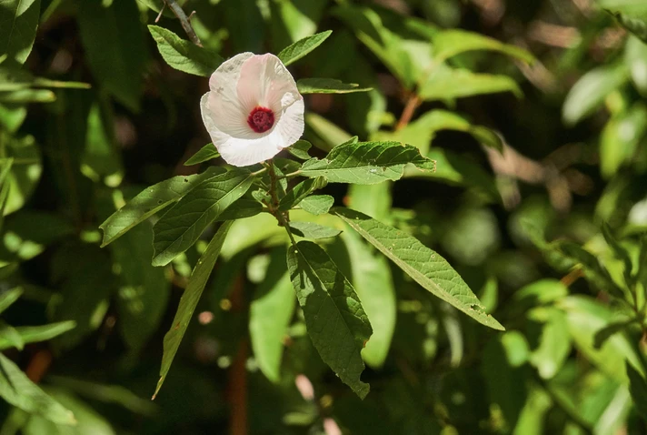 Hibiscus heterophyllus (Native Rosella)