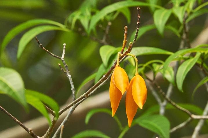 Tabernaemontana pandacaqui (Banana Bush)