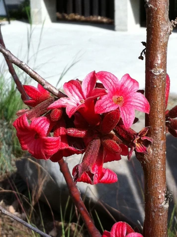 Brachychiton bidwillii ( Little Kurrajong)