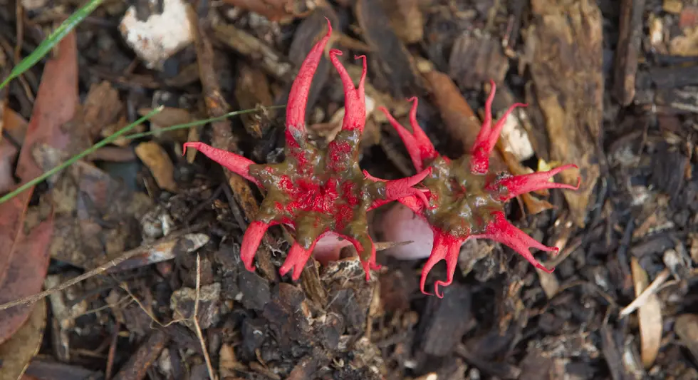 Aseroë rubra

(Anemone stinkhorn, Starfish fungus)