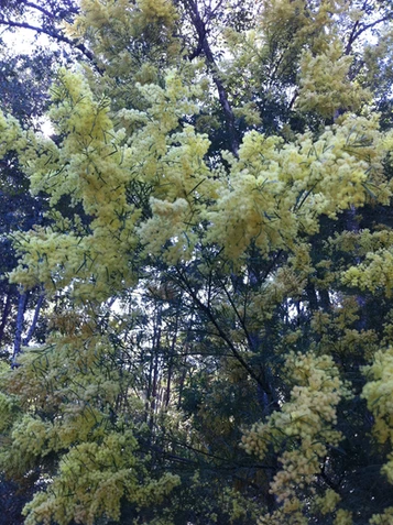 Acacia fimbriata (Fringed Wattle, Brisbane Wattle)