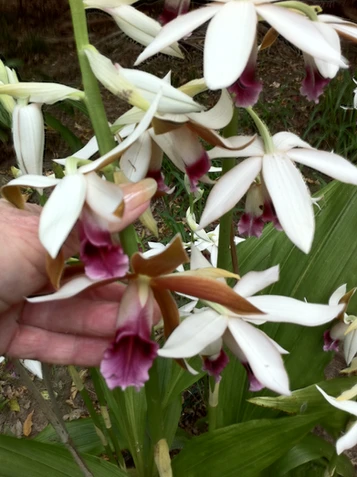 Phaius australis (Swamp Orchid) formerly Phaius tankervilleae