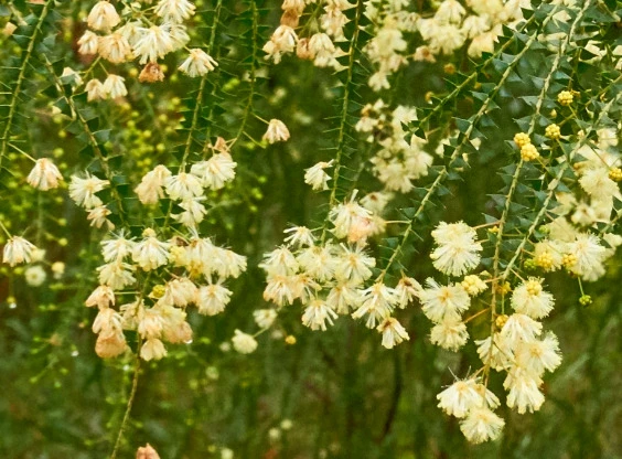 Acacia hubbardiana (Prickly Moses)