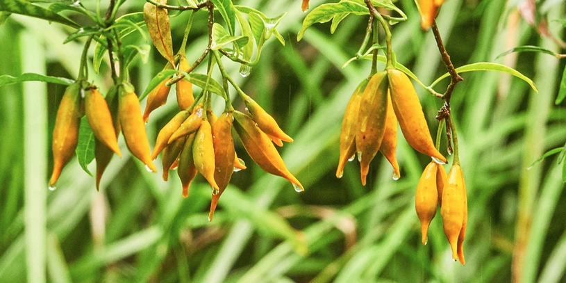 Tabernaemontana pandacaqui (Banana Bush)