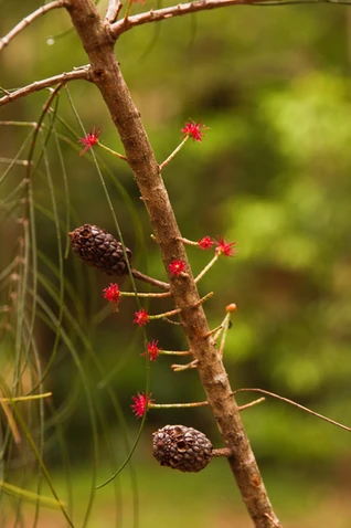 Allocasuarina thalassoscopica
(Mount Coolum She Oak)