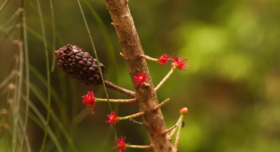 Allocasuarina thalassocopia (Mount Coolum Casuarina)