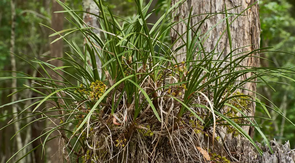 Cymbidium madidum (Giant Boat-Lip Orchid; Broad-leaved Cymbidium)