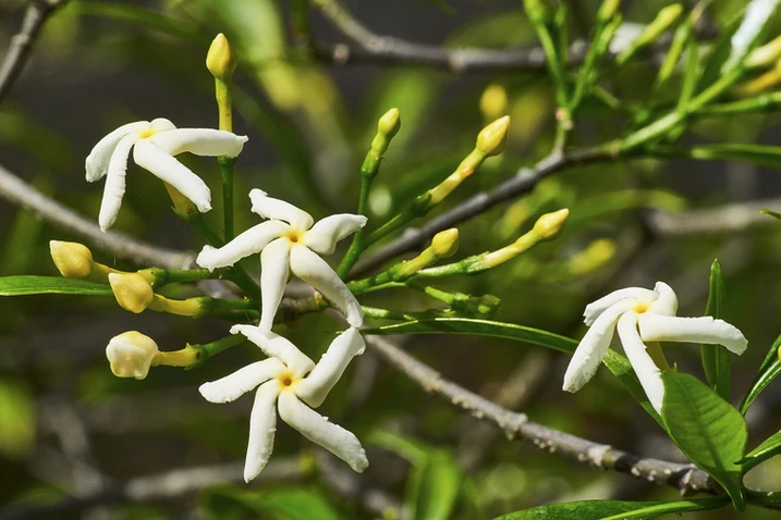 Tabernaemontana pandacaqui (Banana Bush)