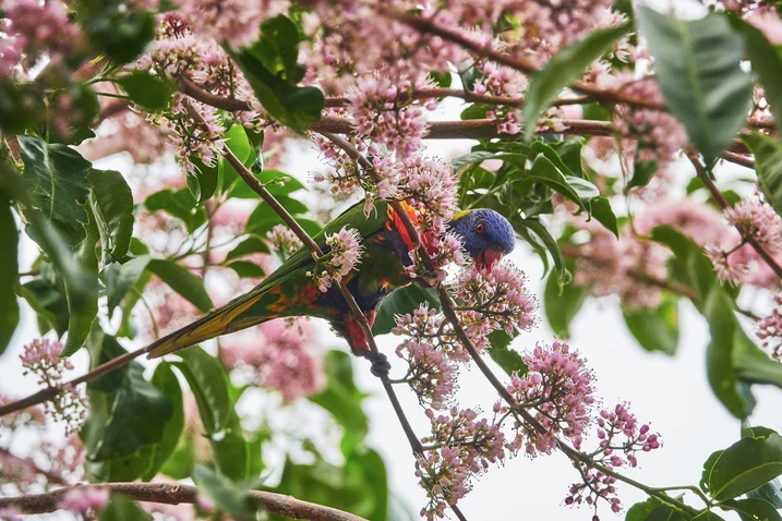 Lorikeet feeding on Pink Euodia