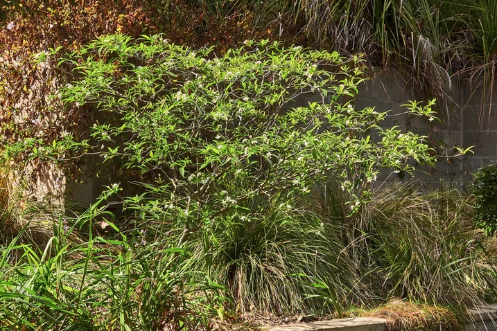 Tabernaemontana pandacaqui (Banana Bush)