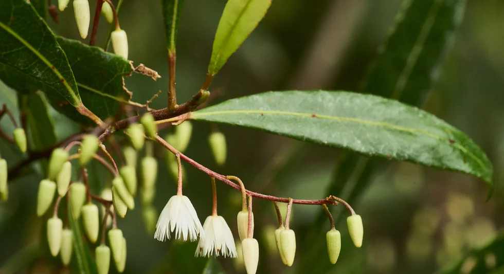 Elaeocarpus reticulatus (Blueberry Ash)