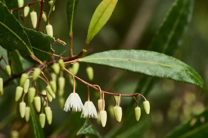 Elaeocarpus reticulatus (Blueberry Ash)