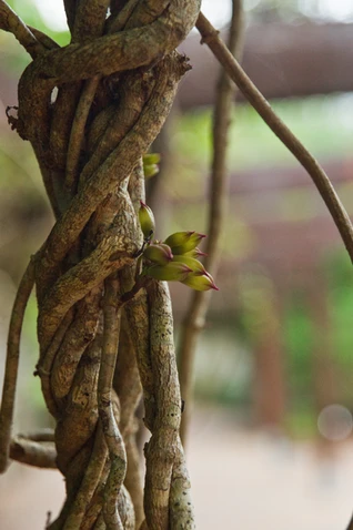 Tecomanthe hillii (Fraser Island Creeper)