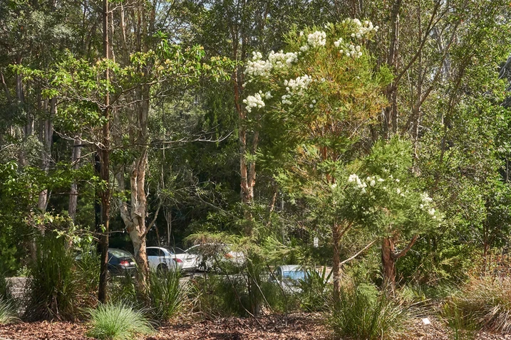 Melaleuca linariifolia