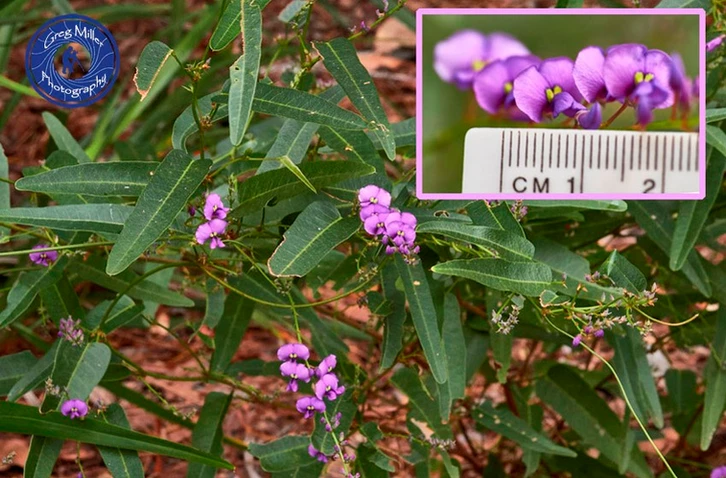 Hardenbergia violacea (Native Sarsaparilla)