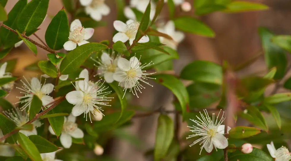 Austromyrtus dulcis (Midyim)