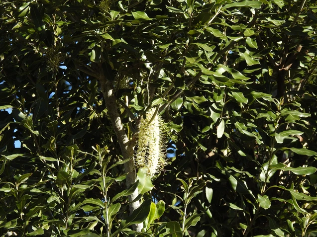 Macadamia integrifolia (Macadamia)