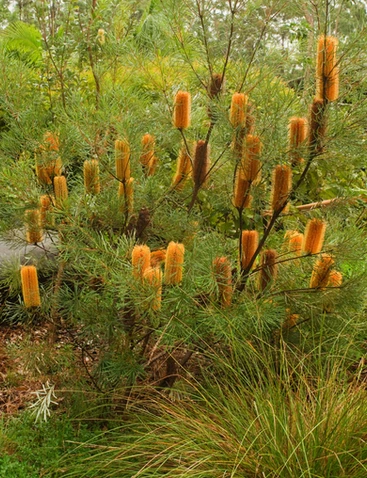 Banksia spinulosa var. collina
  (Hairpin Banksia)