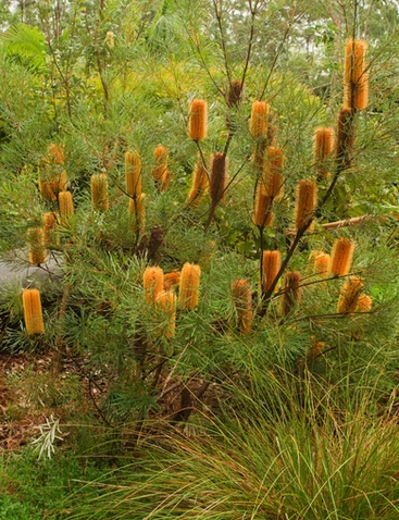 Banksia spinulosa var. collina
  (Hairpin Banksia)