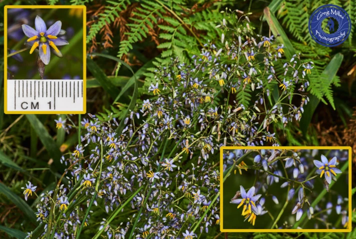 Dianella longifolia