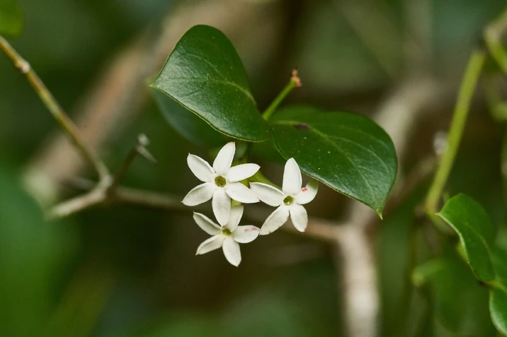 Pittosporum multiflorum (Orange Thorn)