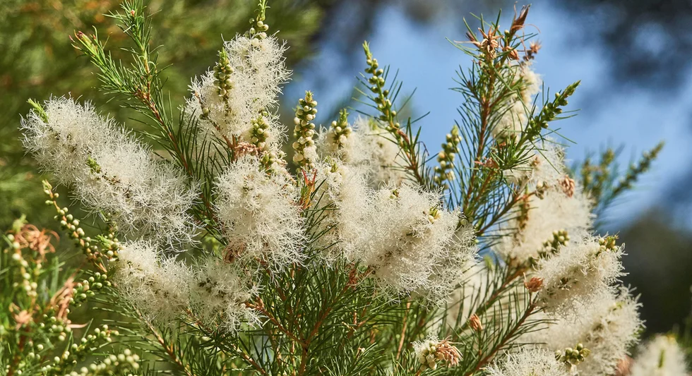 Backhousia myrtifolia (Grey Myrtle, Carrol)