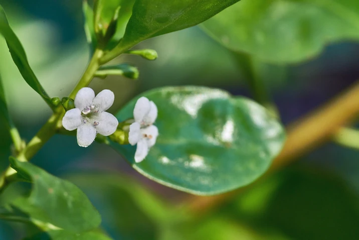 Myoporum boninense

subsp. australe (Mangrove Boobialla)