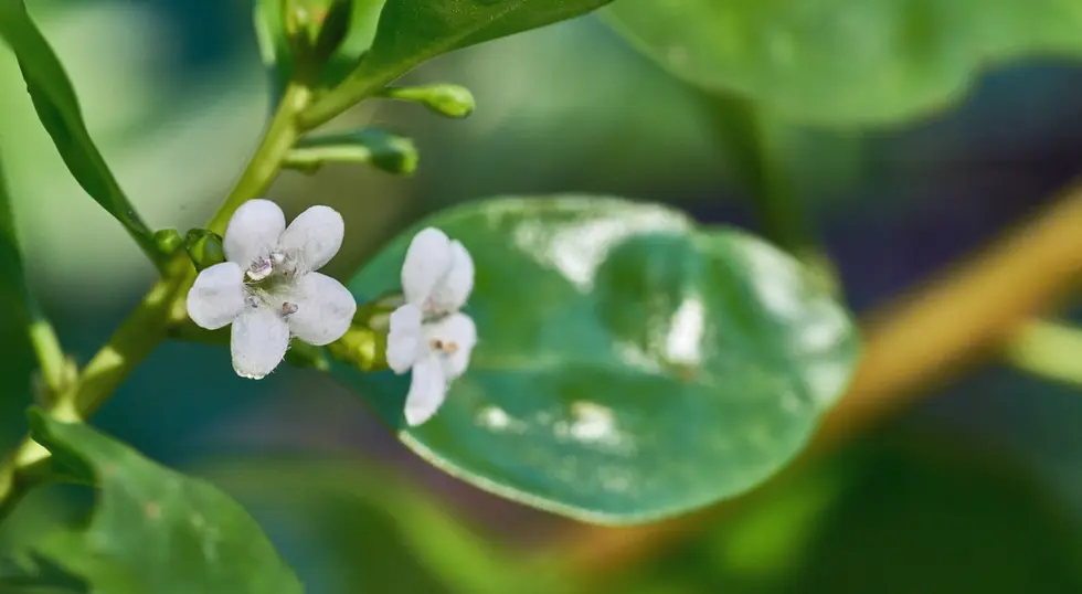 Myoporum boninense (Mangrove Boobialla)