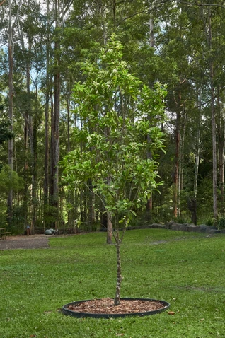 Sloanea australis