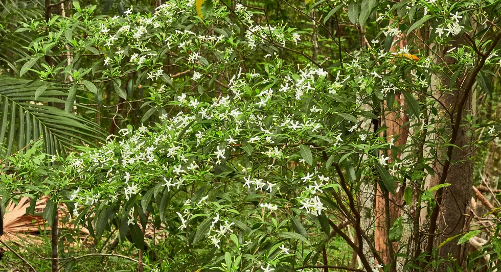 Tabernaemontana pandacaqui (Banana Bush)