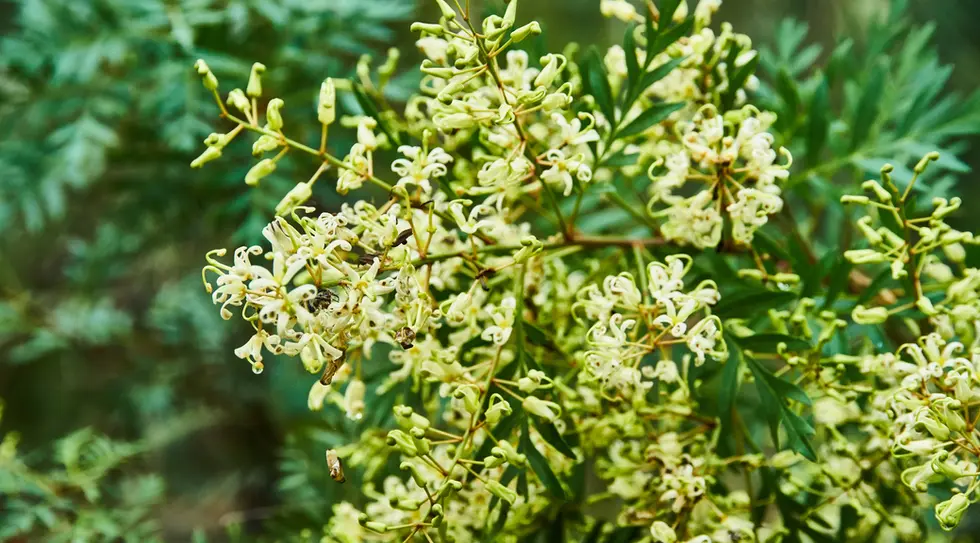 Lomatia silaifolia (Crinkle Bush)