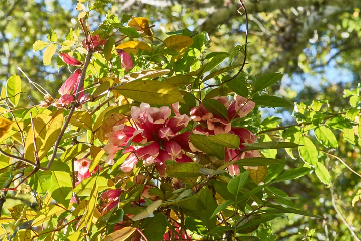 Tecomanthe hillii (Fraser Island Creeper)