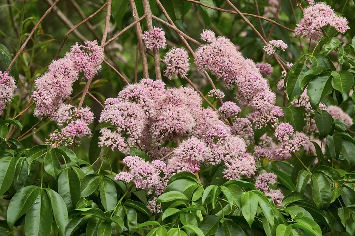 Melicope elleryana (Pink Euodia, Corkwood)