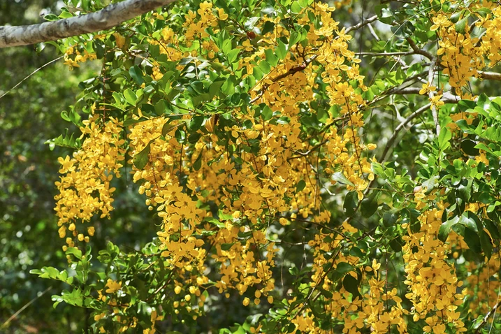 Cassia tomentella (Velvet Cassia)