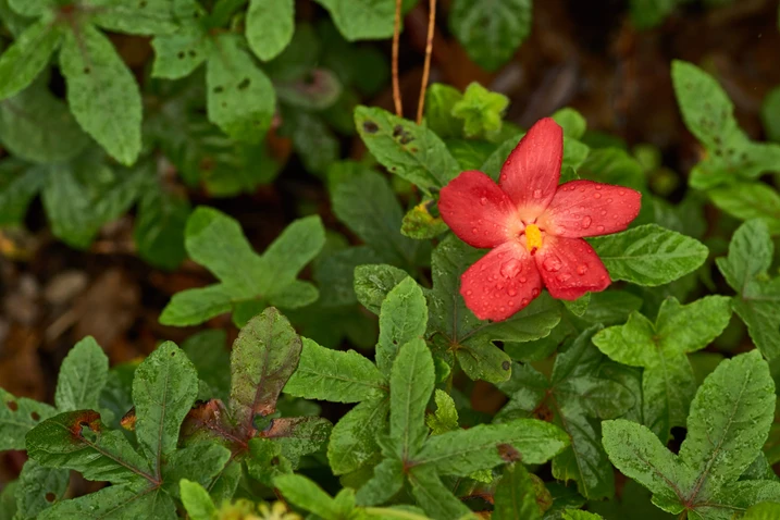 Abelmoschus moschatus (Muskmallow)