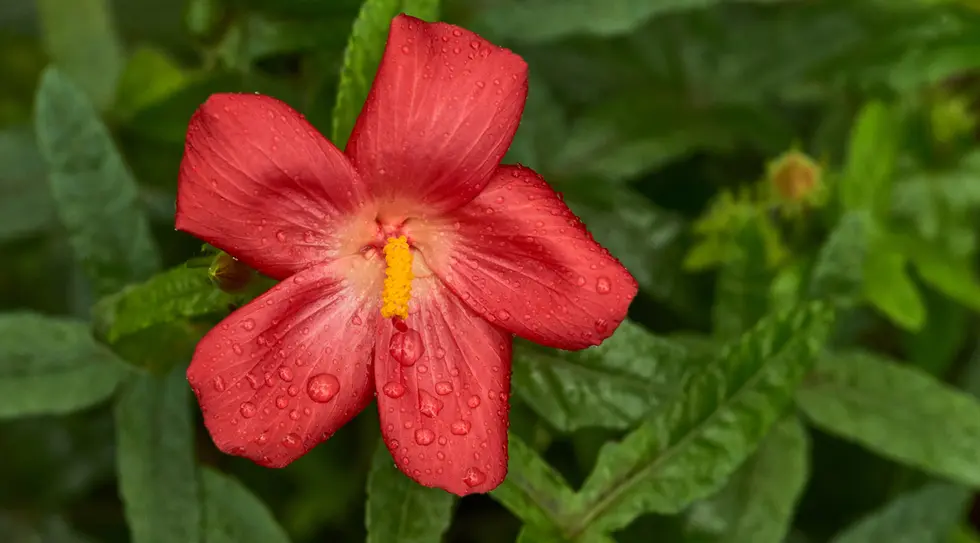 Abelmoschus moschatus subsp tuberosis  (Muskmallow, Native Rosella)