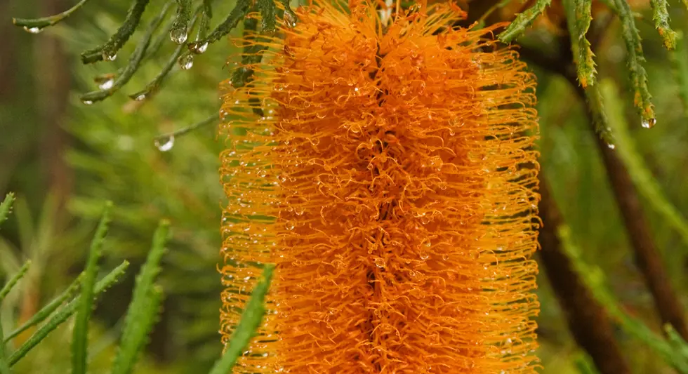 Banksia spinulosa var. collina (Golden Candlesticks, Hairpin banksia)