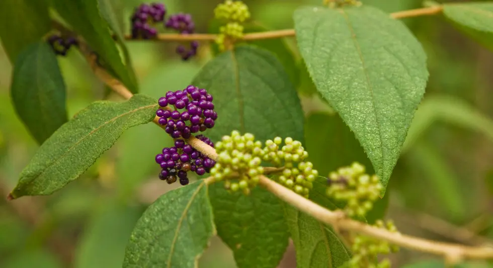 Callicarpa pedunculata (Velvet Leaf)