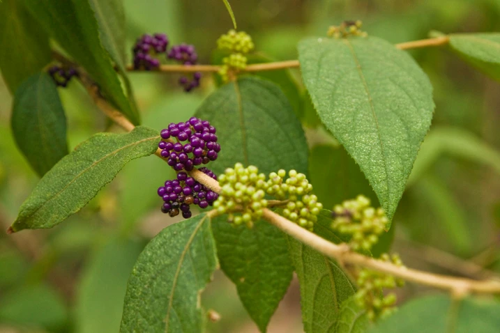 Callicarpa pedunculata (Velvet Leaf)