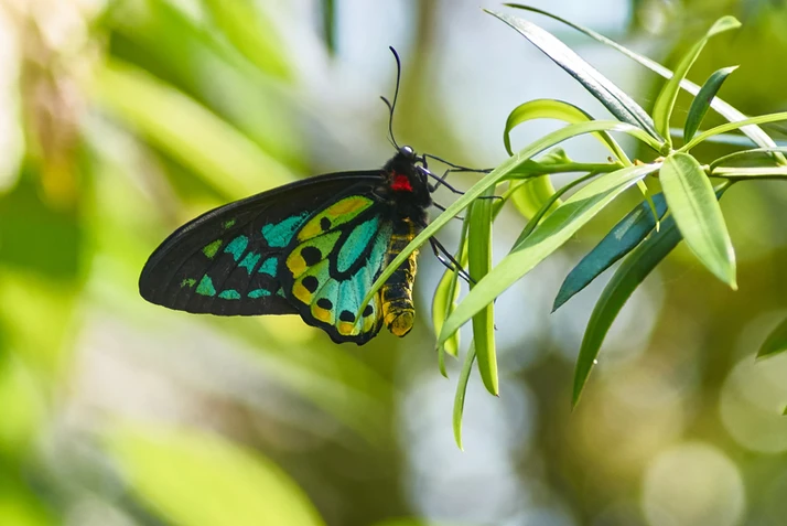 Pararistolochia praevenosa (Birdwing Butterfly Vine)