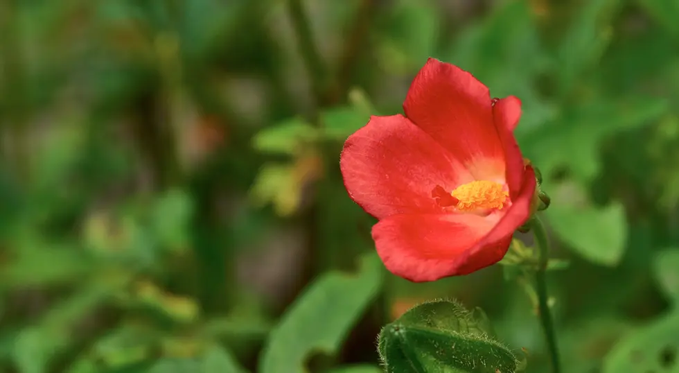 Abelmoschus moschatus (Musk Mallow)